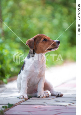 Jack Russell Terrier white and red-haired puppy sitting on a path Jack Russell Terrier white and red-haired puppy sitting on a path 70965930