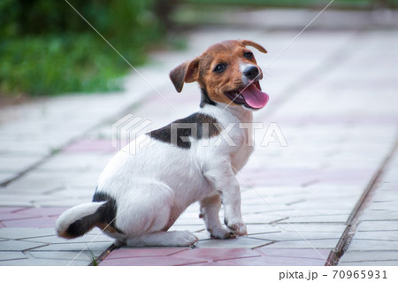 White-red-black puppy of breed Jack Russell Terrier walks in the country 70965931