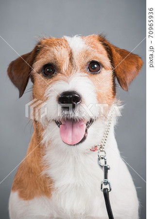 white-red dog breed Jack Russell Terrier on a gray background white-red dog breed Jack Russell Terrier on a gray background 70965936