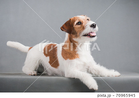 white-red dog breed Jack Russell Terrier on a gray background 70965945