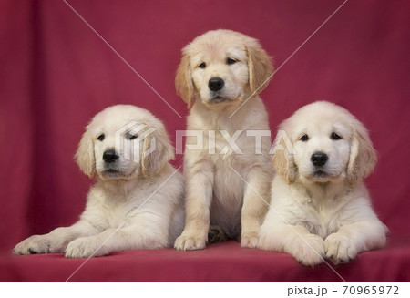 Three little cute smart golden retriever puppy 70965972