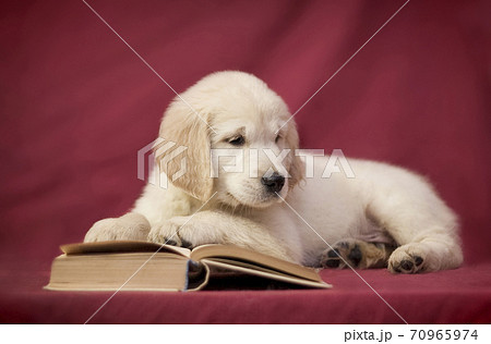 A little golden retriever puppy lies on a red-pink background next to a book and reads 70965974