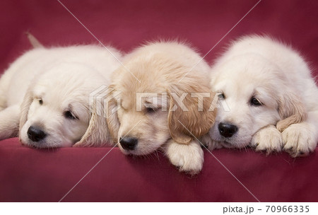 Three little smart puppy of breed Golden Retriever lie on a pink background 70966335