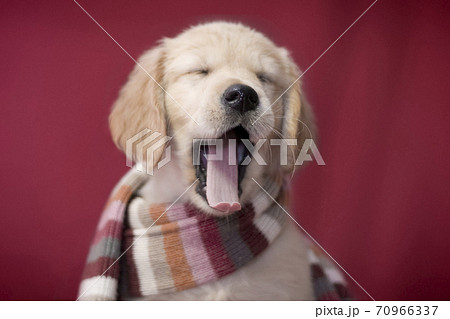 Little smart golden retriever puppy dog wrapped in a striped scarf and yawns 70966337