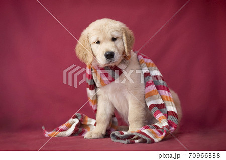 Little smart puppy of breed Golden Retriever wrapped himself in a scarf and basks 70966338