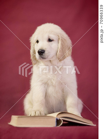 Little smart golden retriever puppy dog sitting with a book 70966339