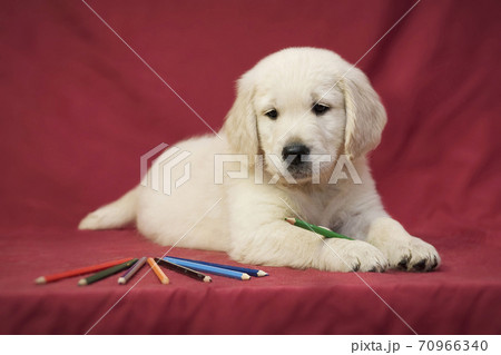 Golden retriever puppy and pencils of different colors 70966340
