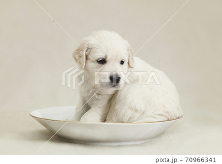 Little Golden Retriever puppy sits in a  saucer 70966341