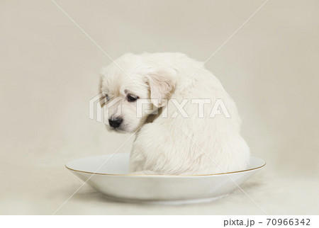 Little Golden Retriever puppy sits in a saucer 70966342