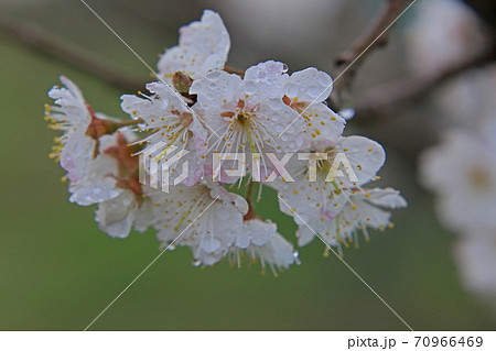 サクランボの花 サクランボの花 70966469