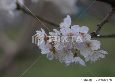 サクランボの花 サクランボの花 70966470