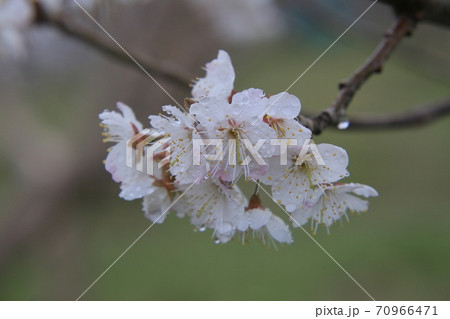 サクランボの花 サクランボの花 70966471