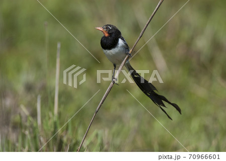 Strange tailed Tyrant Strange tailed Tyrant 70966601