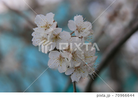 サクランボの花の写真素材