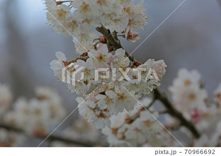 サクランボの花 サクランボの花 70966692