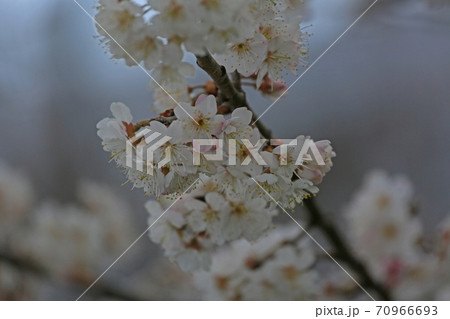 サクランボの花 70966693