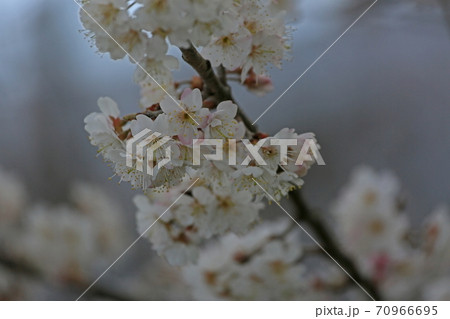 サクランボの花 70966695