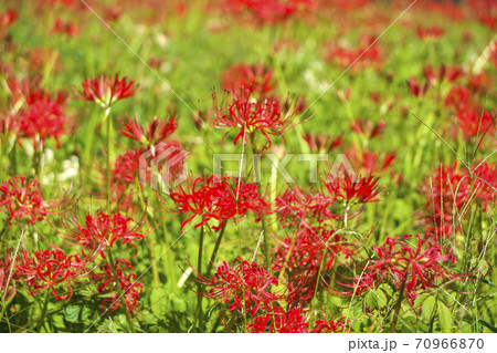 霞丘陵自然園の曼珠沙華 赤いヒガンバナ 霞丘陵自然園の曼珠沙華 赤いヒガンバナ 70966870