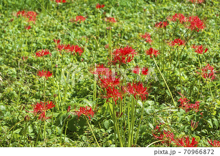 霞丘陵自然園の曼珠沙華　赤いヒガンバナ 70966872