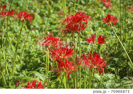 霞丘陵自然園の曼珠沙華　赤いヒガンバナ 70966873