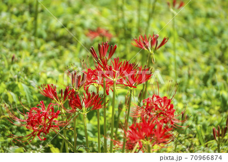 霞丘陵自然園の曼珠沙華　赤いヒガンバナ 70966874