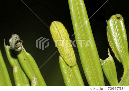 ソテツを食べるクロマダラソテツシジミの幼虫 70967584