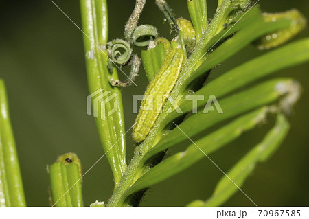 ソテツを食べるクロマダラソテツシジミの幼虫 70967585