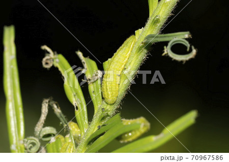 ソテツを食べるクロマダラソテツシジミの幼虫 70967586
