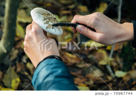 Mushroom harvest in the large Forest. Autumn plants 70967744