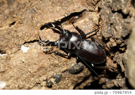 コクワガタ♂ コクワガタ♂ 70967954