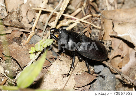 コクワガタ♂ 70967955