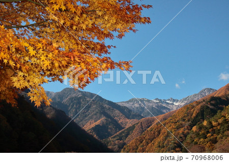 黄色の紅葉と中央アルプス 宝剣岳 黄色の紅葉と中央アルプス 宝剣岳 70968006