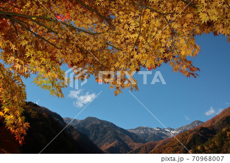 黄色の紅葉と中央アルプス　宝剣岳 70968007