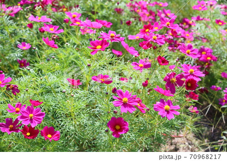 秋の公園 コスモスの花 秋の公園 コスモスの花 70968217