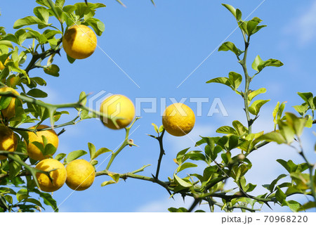 ゆず ゆず 70968220