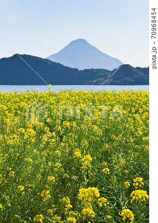 池田湖周辺の菜の花	 70968454