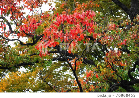 ナンキンハゼ 70968455