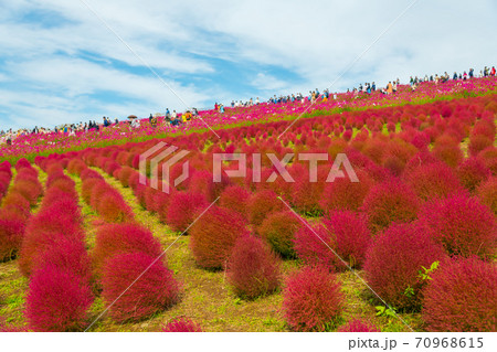 【みはらしの丘を望むコキアとコスモス】 70968615