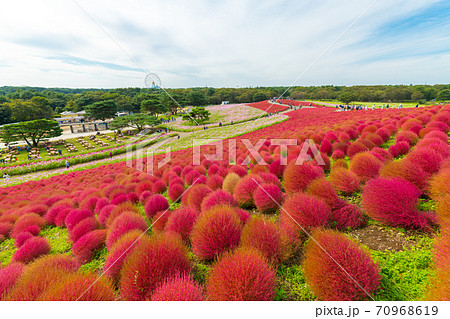 【みはらしの丘を望むコキアとコスモス】 70968619