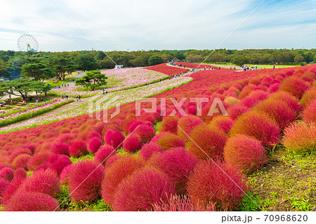 【みはらしの丘を望むコキアとコスモス】 70968620
