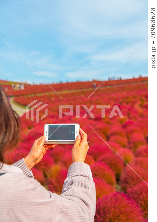 【みはらしの丘を望むコキアを撮影する女性】 70968628