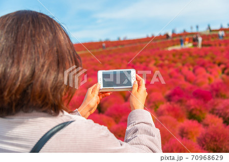 【みはらしの丘を望むコキアを撮影する女性】 70968629