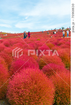 【みはらしの丘を望むコキア】 【みはらしの丘を望むコキア】 70968630