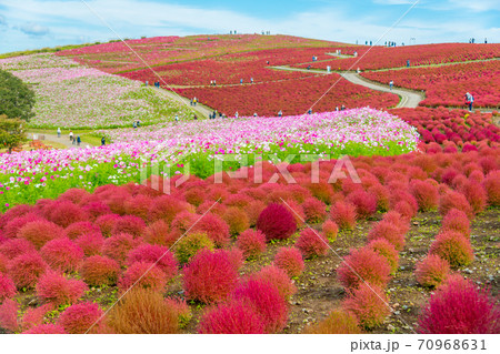 【みはらしの丘を望むコキアとコスモス】 70968631