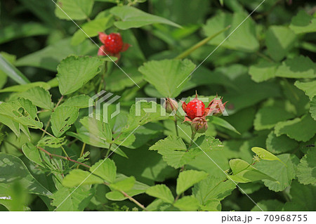 苗代イチゴ 70968755