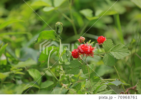 苗代イチゴ 70968761