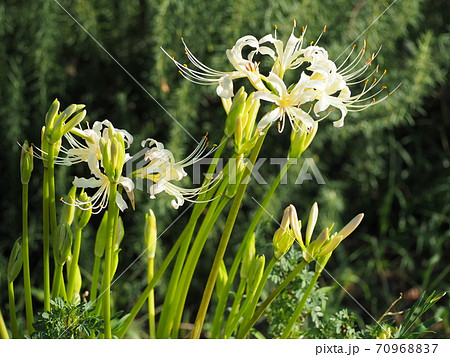 ヒガンバナ 70968837
