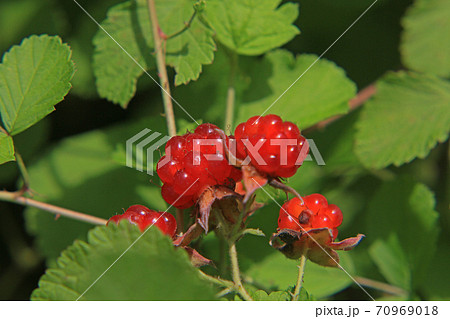 苗代イチゴ 70969018