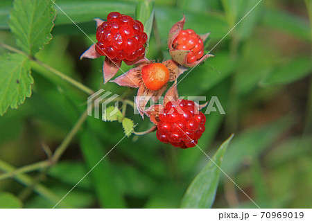 苗代イチゴ 70969019