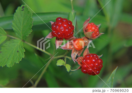 苗代イチゴ 70969020